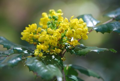 Mahonia aquifolium - mahónie cesmínolistá - květenství